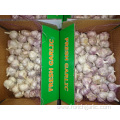 Buy 2019 Fresh Normal Garlic